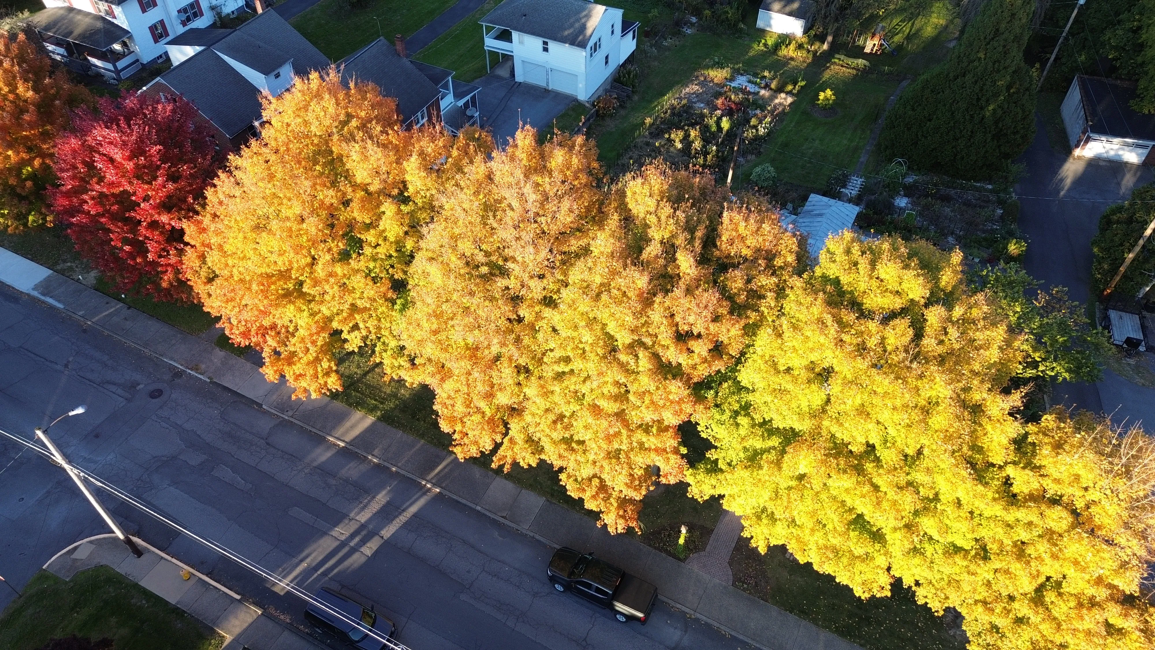 Golden autumn tree canopy seen from above beside a road and nearby houses.